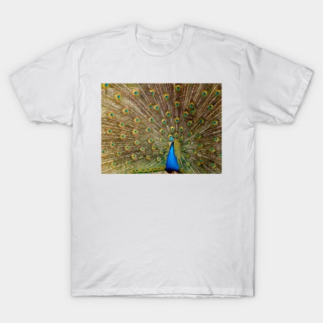 BLUE PEACOCK T-Shirt by Kravijatra